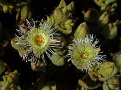 Kosmatec (Mesembryanthemum guerichianum Pax)