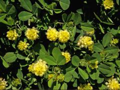 Jetel ladní (Trifolium campestre (Schreber)