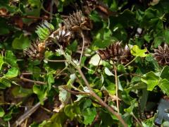Mračňák (Abutilon grantii A. Meeuse)
