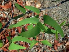 Mopan (Colophospermum mopane (Kirk ex Benth.) Kirk ex J. Léonard)