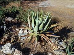 Aloe (Aloe littoralis Baker)
