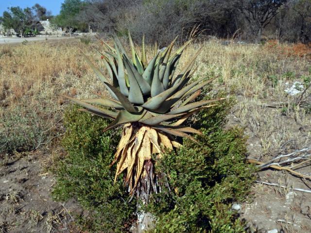 Aloe (Aloe littoralis Baker)